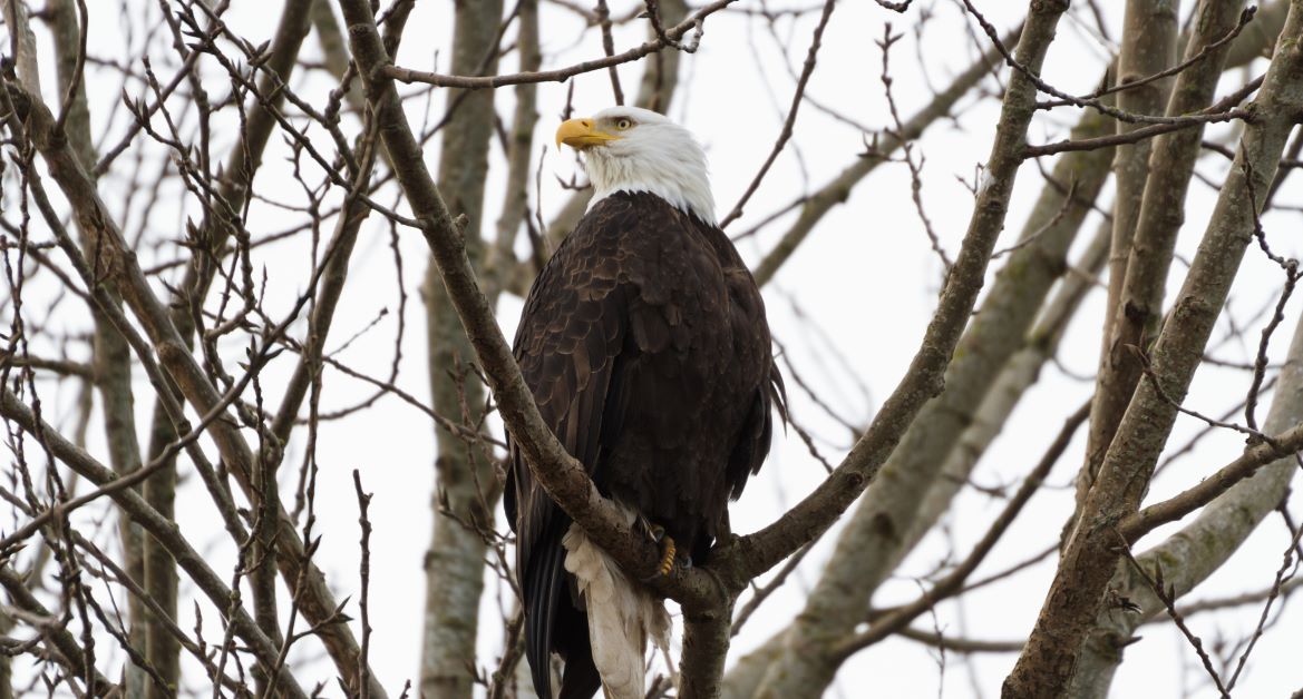 Bald Eagle sitting in a tree