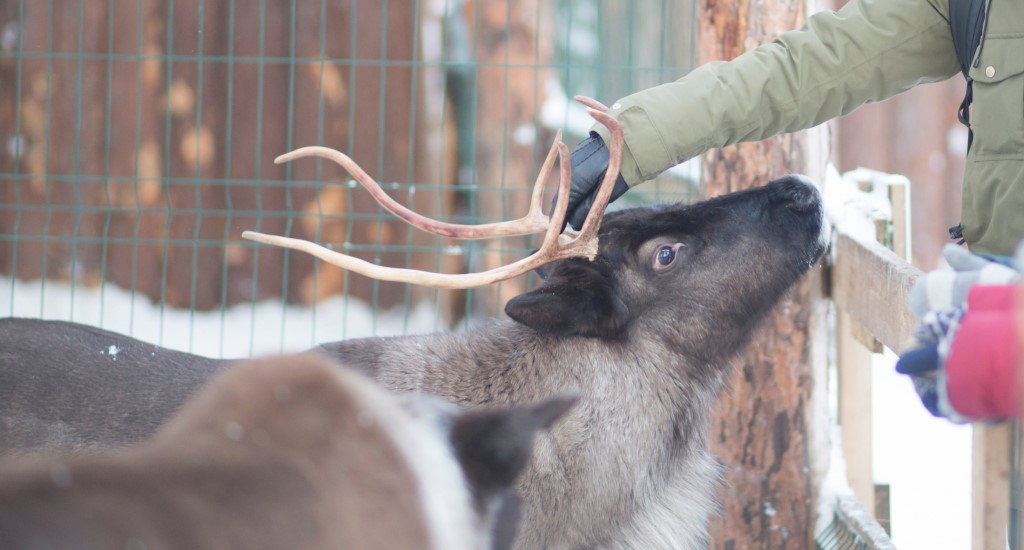 Reindeer at fence being petted