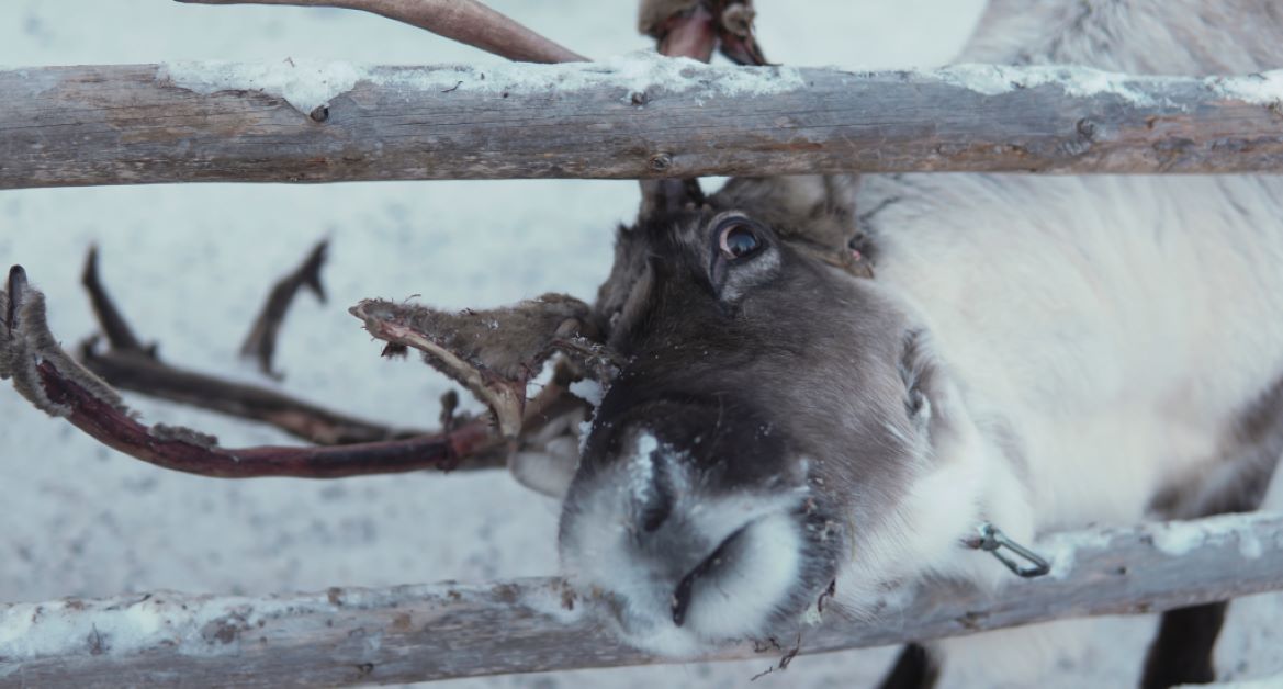 Reindeer with head thru fence