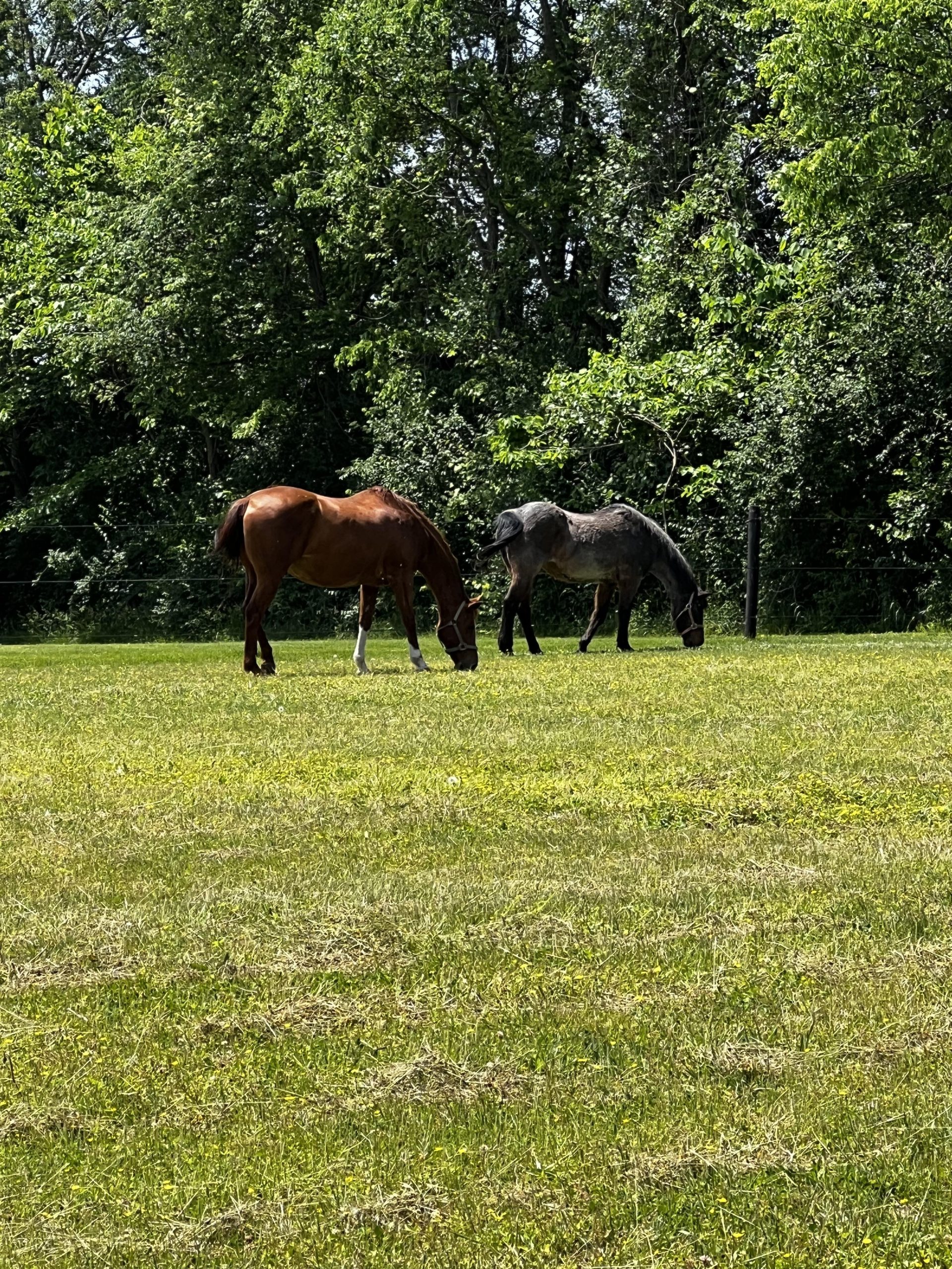 Two horses grazing in a field