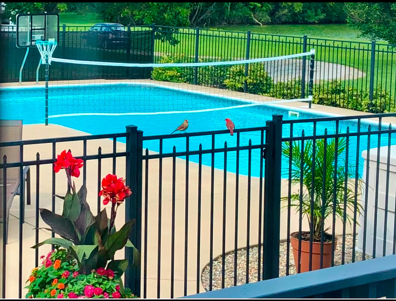Inground pool, fencing, flowers and water volleyball net